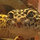 kidwithlizards