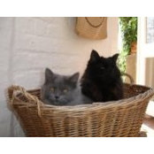 Louisa Allen's photo