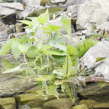 Natural Rock Waterfall Feature