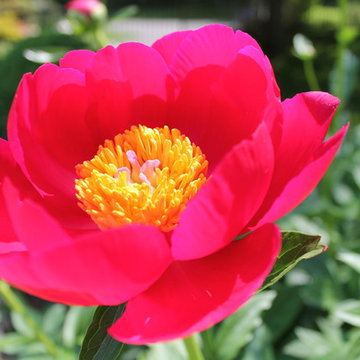 Gardens of New Cannan