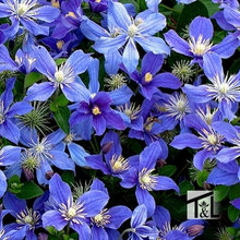 Clematis T&L 2020