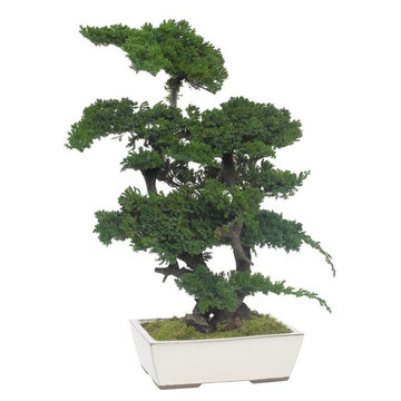 Preserved Juniperus Bonsai