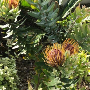 Protea color blast