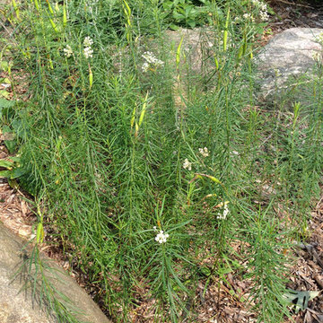 Asclepias verticillata