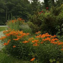 Native plants