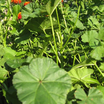 Edible Forest Garden