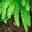 The Magic Fern
