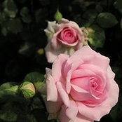 Abeer Algamdi's photo