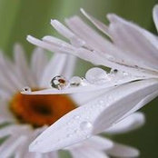 Alla Kambur's photo