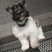 Jack Thompson's photo