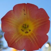 Tricia Slagle-murray's photo