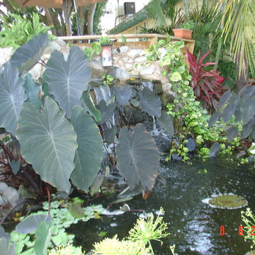 Biological Koi Ponds