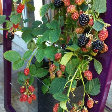 Blackberry vine woven into Mira Garden Trellis