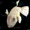 Deep Sea Life- Puffer Fish Throw Blanket, 60"x50"