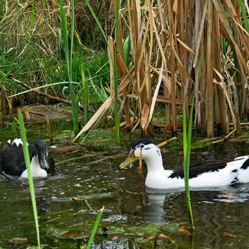 Four Corners property with pond -- chickens and ducks included!