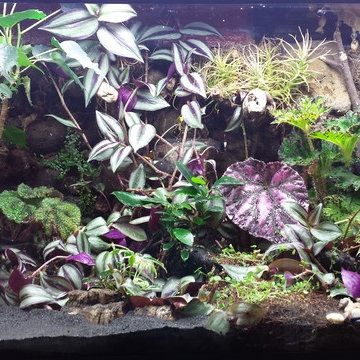 Terrarium at Pepe Studio
