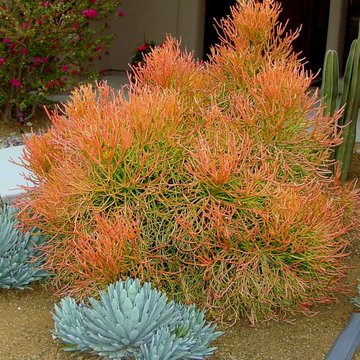 Succulents