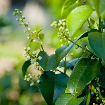 Catalina Cherry Shrub in Spring