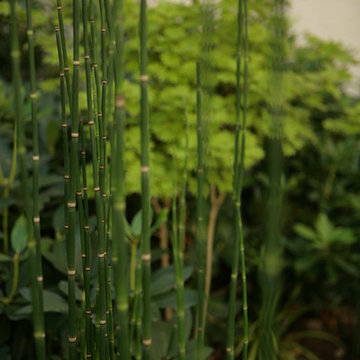 Jardins d'ombre