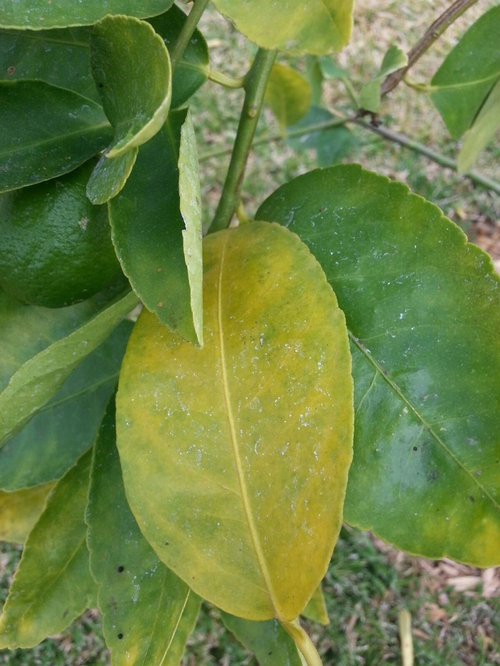 Lime tree leaves yellow and falling