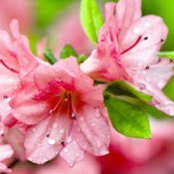 Gabriella Rouas's photo