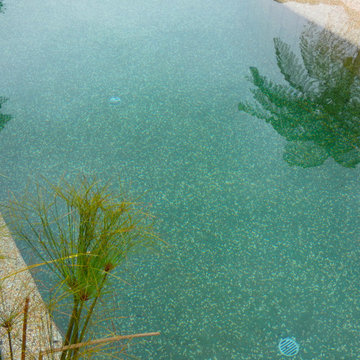 Crystal Clear Natural Swimming Pool, Eco Lodge, Bali