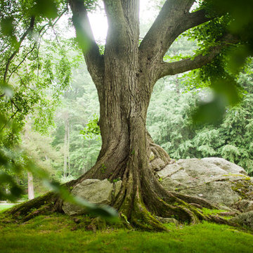 Traditional Landscape
