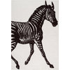Zebra Print, Black/White, 7'6"x9'6"