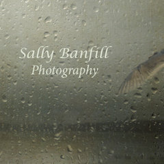 Sally Banfill Photography