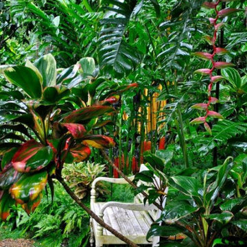 Tropical Garden