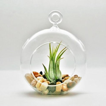 Air Plant Terrarium Design