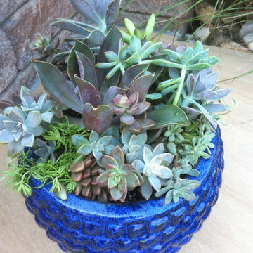 Fairy Gardens, Terrariums & Succulents