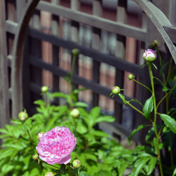 Summer Roofdeck Planting