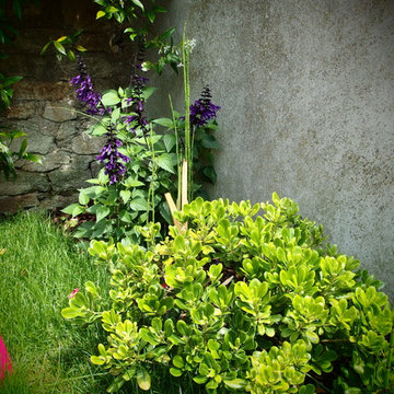 plantations le long des murs des appentis