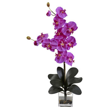 Double Giant Phalaenopsis With Vase, Orchid