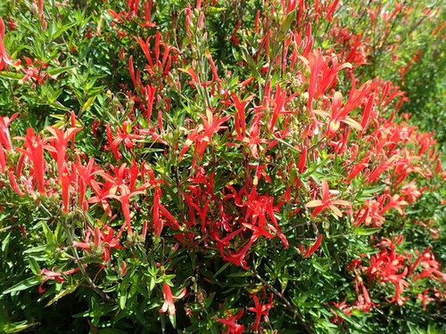 Bush With 4-Petaled, Red Trumpets?