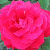 Judy Yueh's photo