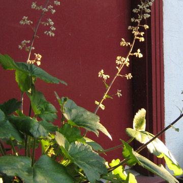 Wolfe Road Garden