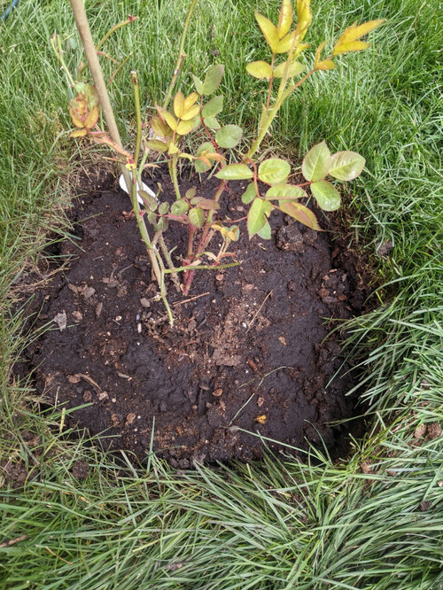 rose soil drainage