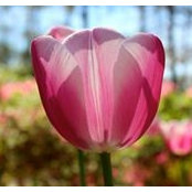 Angie McDaniel's photo