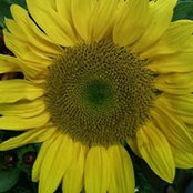 Linda Wright's photo