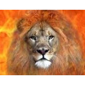 Foto von Roar Roar