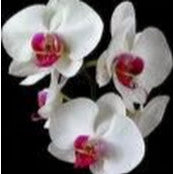 jenn pirri's photo