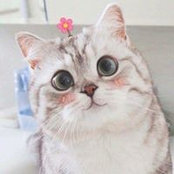 Thiên Longs foto