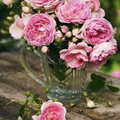 Lynda Mcp's photo
