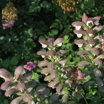 Acanthus hungaricus