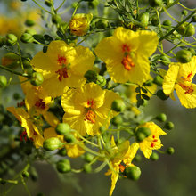 Desert Garden