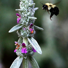 Save the Bees