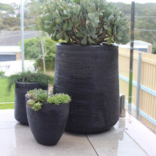 Backyard Plants