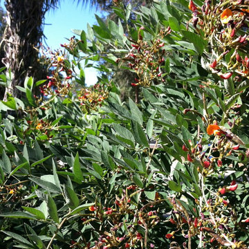 Urbanite Garden Project & Food Forest - New Port Richey, FL